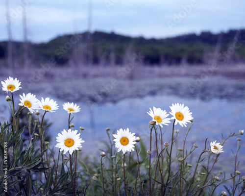 Daisy Flowers and Summer Scenery Photo and Image. Daisy flowers by a pond with blur water and trees landscape background in the summer season displaying beauty in nature..