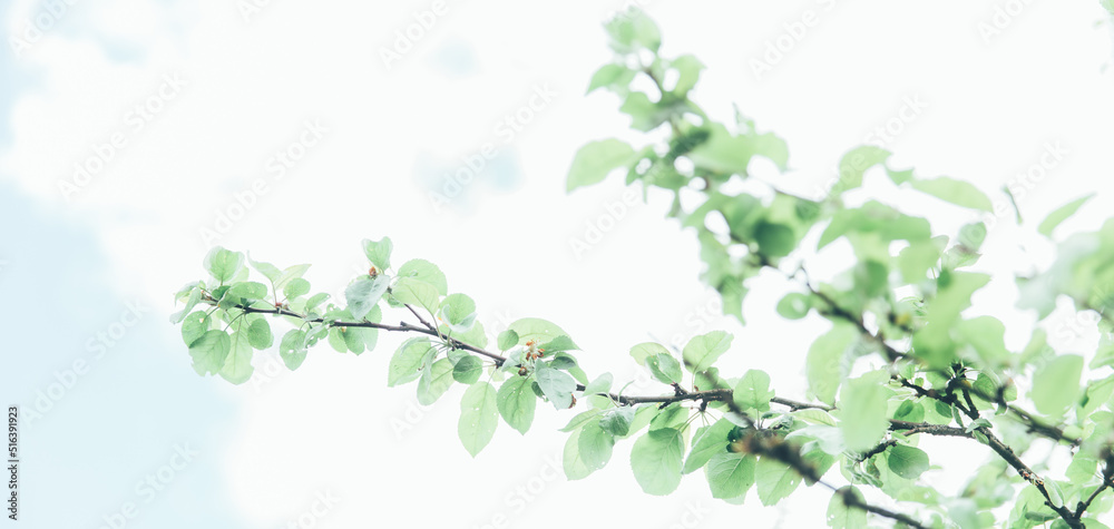 Lush green leaf, purity nature background. Green leaves on elm tree. Nature spring and summer banner. Plants against the blue sky concept. Trees branch isolated on white background. Lush green leaf, purity nature background. Green leaves on elm tree. Nature spring and summer banner. Plants against the blue sky concept. Trees branch isolated on white background.