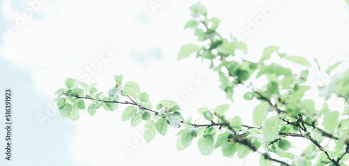 Lush green leaf, purity nature background. Green leaves on elm tree. Nature spring and summer banner. Plants against the blue sky concept. Trees branch isolated on white background.