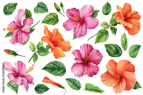 Set Tropical flower hibiscus on an isolated background, watercolor botanical illustration, flora hand-drawn