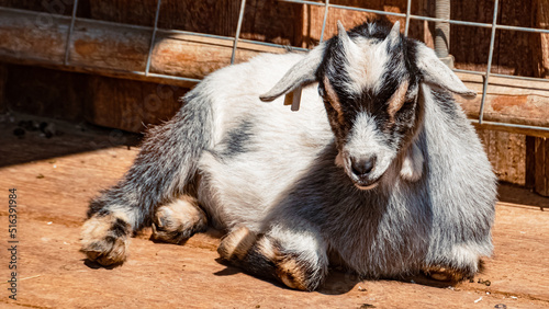 Capra aegagrus hircus, Pygmy goat, on a sunny summer day photo