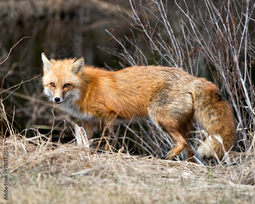 Red Fox Photo Stock. Fox Image. Close-up profile side view in the spring season displaying fox tail, fur, in its environment and habitat with a blur foliage background.Picture. Portrait. ©  Aline