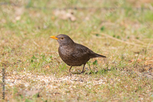 foraging blackbird, Turdus merula, male on the ground in the grass with orange bill and dark to black plumage