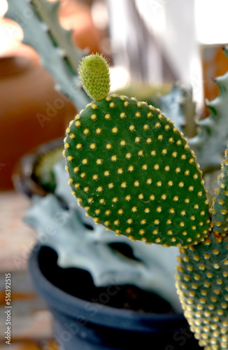 Succulent green cactus with pale green shoots on a blurred background.