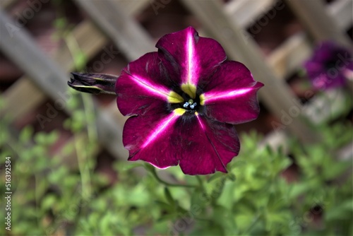 Pachnąca fioletowa petunia latem