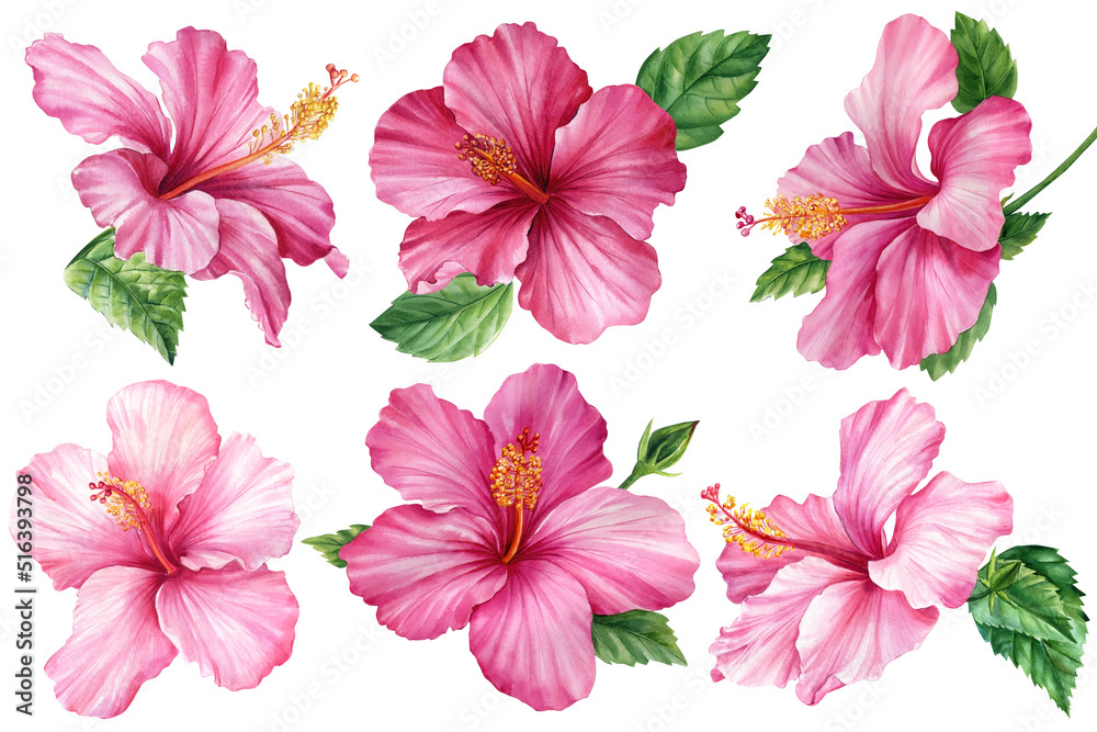 Pink hibiscus flowers on an isolated white background, watercolor plant. Botanical illustration, Set tropical flowers