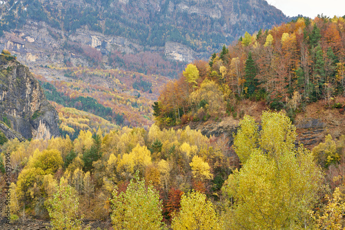 Details of autumn colors in Pyrenees forest
