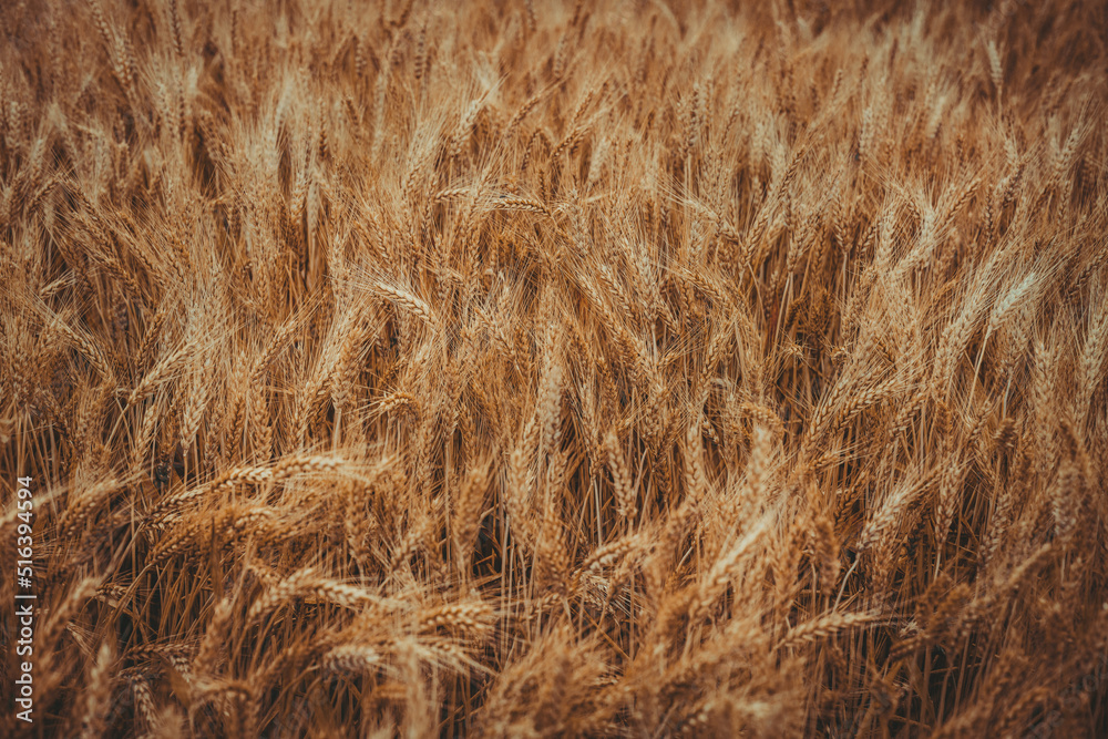 Ears of wheat close-up. Wheat field background with golden ears of wheat. The concept of rising food prices. Rising prices for wheat. Ears of wheat close-up. Wheat field background with golden ears of wheat. The concept of rising food prices. Rising prices for wheat.