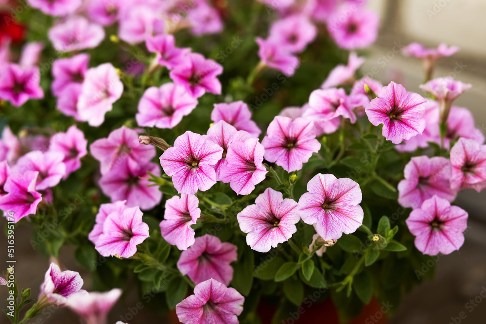 Pink petunia flowers grow in the garden in pots in summer Pink petunia flowers grow in the garden in pots in summer