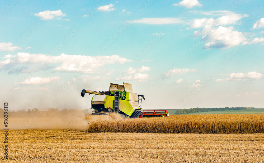 Obraz premium Combine harvesting spring wheat. Wheat and corn are reacting to markets in the breadbasket of the global crisis. Yield of winter barley. Wheat, corn, soy.