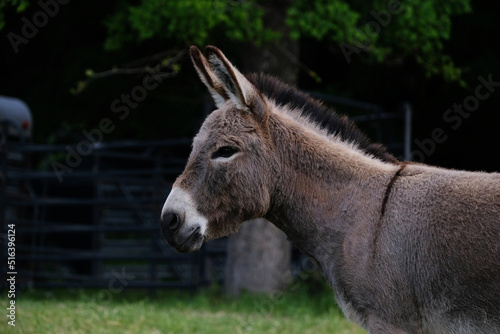 Mini donkey portrait in Texas field during spring outdoors.