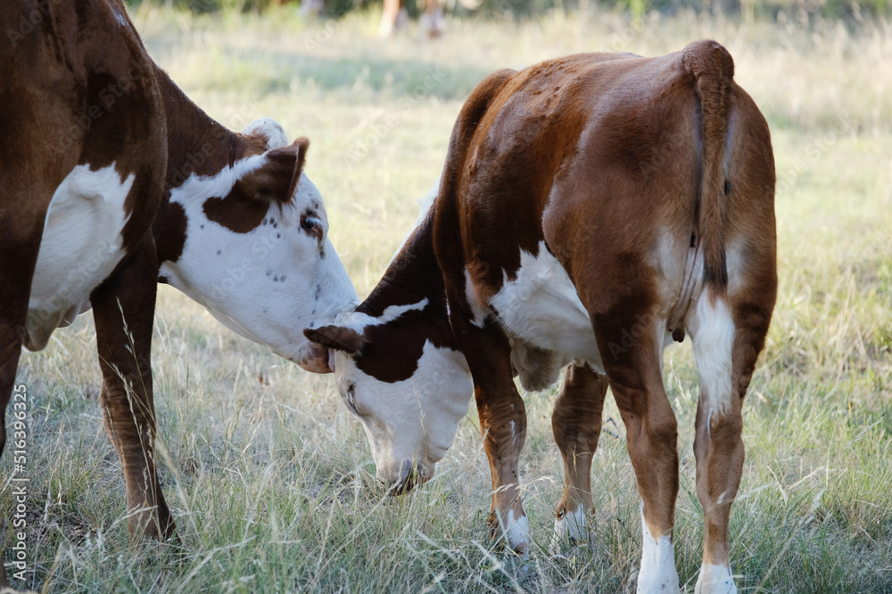 Hereford cow grooming calf on Texas beef ranch.