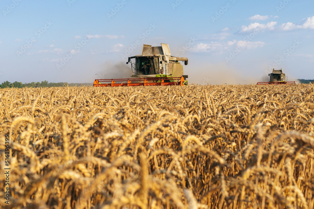 Fototapeta premium Combine harvesting spring wheat. Wheat and corn are reacting to markets in the breadbasket of the global crisis. Yield of winter barley. Wheat, corn, soy.