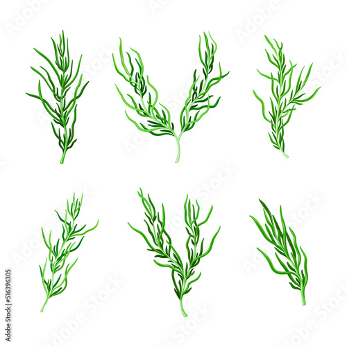 Green Hijiki Seaweed or Sargassum as Sea Vegetable Vector Set photo