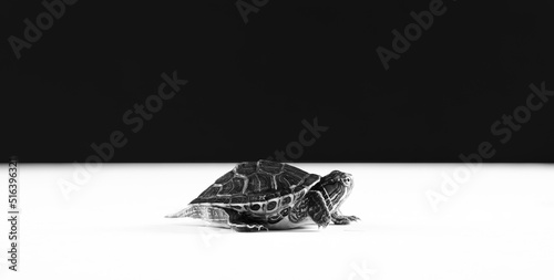 Young baby red eared slider turtle closeup in studio.