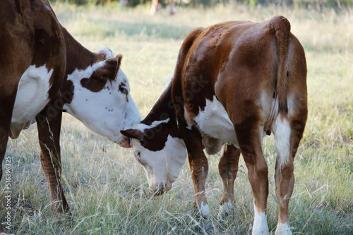 Hereford cow grooming calf on Texas beef ranch.