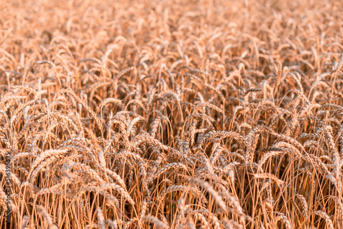 Ears of wheat close-up. Wheat field background with golden ears of wheat. The concept of rising food prices. Rising prices for wheat.
