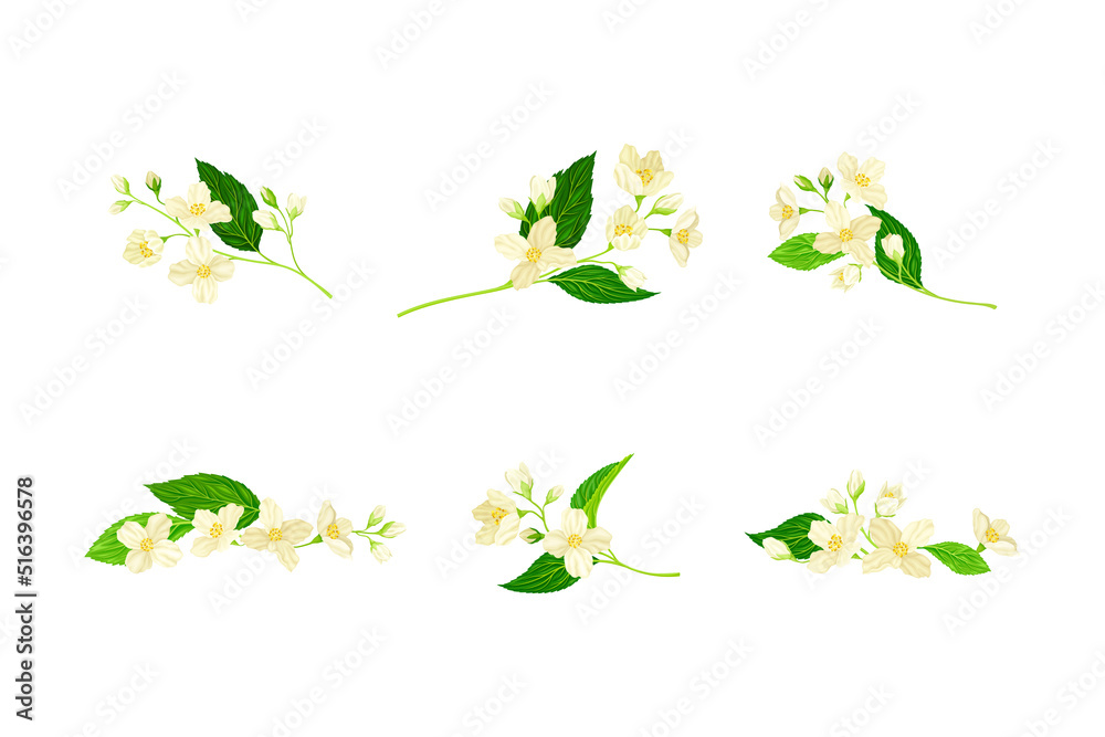 Fototapeta premium Jasmine Plant Species on Stem with White Fragrant Flowers Vector Set