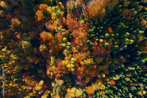 Mountains covered with autumn colored forest, aerial view. Beautiful nature landscape