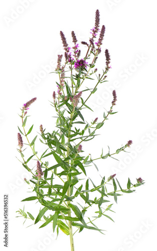 Purple loosestrife bush with flowers  isolated on white background. Lythrum salicaria. Herbal medicine. Clipping path.