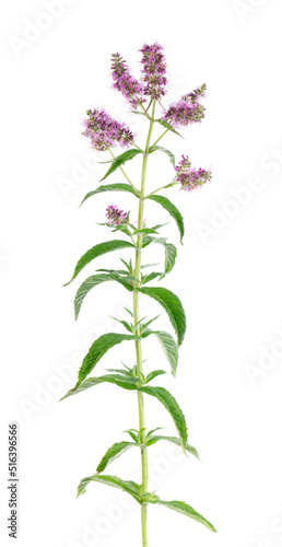 Silver horse mint with flowers, isolated on white background. Mentha longifolia. Herbal medicine. Clipping path.