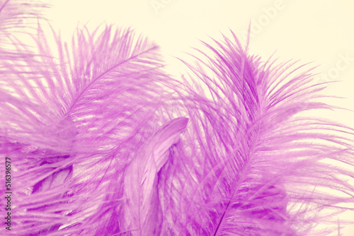 pink  purple fluffy ostrich feather background  delicate luxury texture for designer  text mockup  cards. Smooth elegant texture can use as background  concept lightness  weightlessness  Retro style
