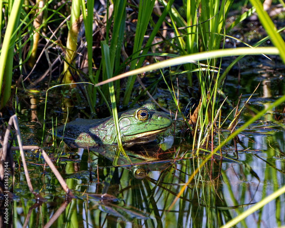 Frog Stock Photo and Image. Sitting in the water with foliage and displaying green body, head, eye, mouth with a reflection in the water and enjoying its environment and habitat surrounding.