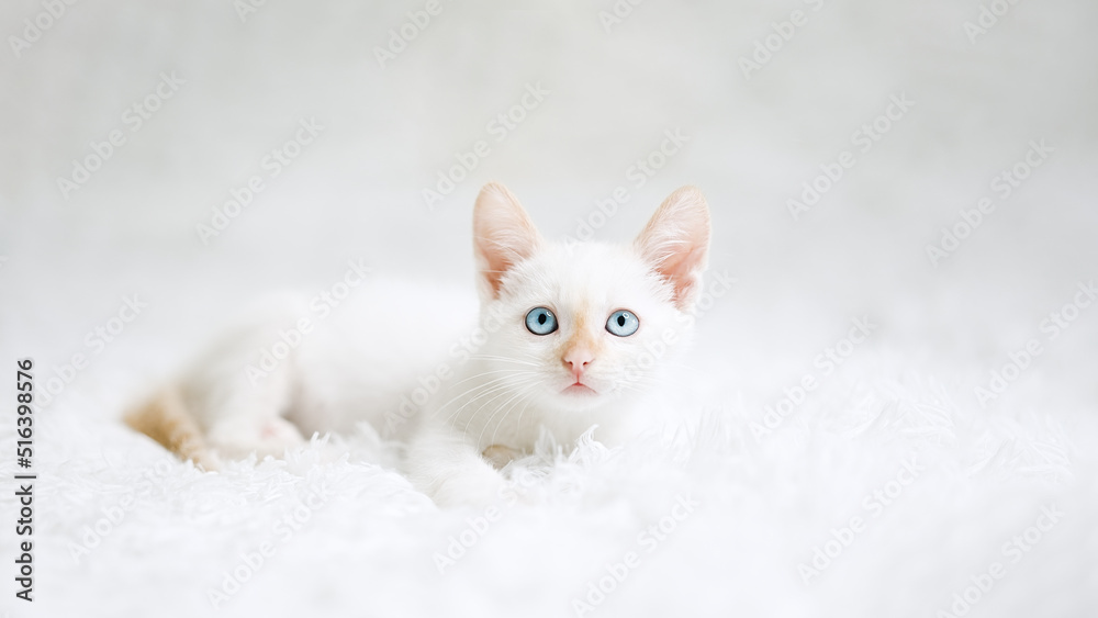 Small red point kitten with blue eyes on a white blanket. Kitty three months