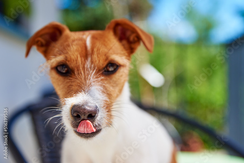 Cute dog portrait outdoors, Jack Russell terrier sitting at balcony on summer day, Funny pet with tongue looking at camera