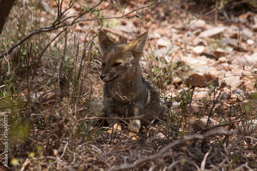 Wildlife. Closeup view of a grey fox, Lycalopex gymnocercus, resting in the arid desert.