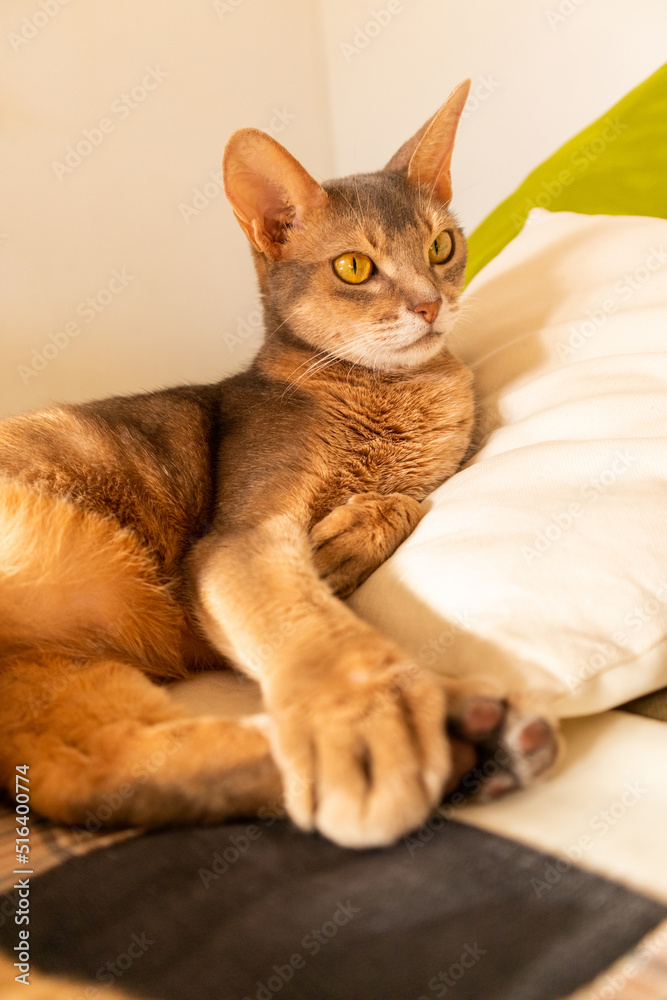Abyssinian cat at home. Close up portrait of blue abyssinian cat, lying on a patchwork quilt and pillows. Pretty cat, white background. Cute resting kitty, selective focus. Yellow eyes, big ears cat