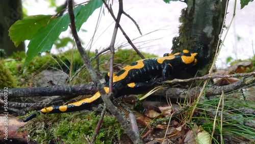 A fire salamander (Salamandra salamandra) in the wild photo