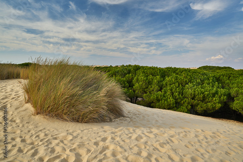 Transdunes flora in Doñana. Vegatation and trees are gradualy buried by the dunes formed by the winds photo