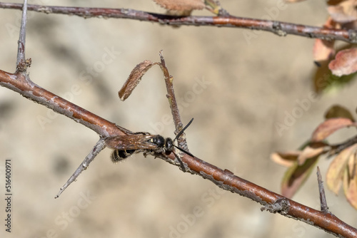 bee fly long antennae insect photo