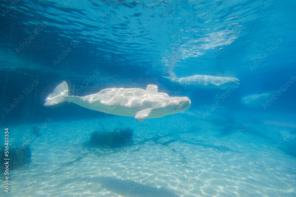 Fototapeta premium Beluga whales in the aquarium, in nature