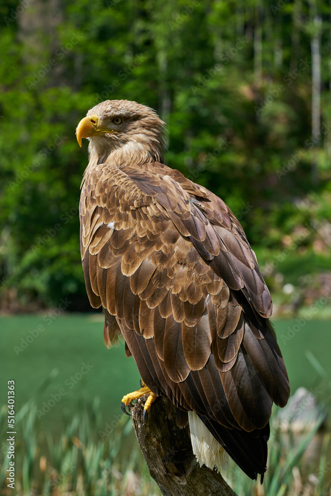 Obraz premium Eagle in Alps lake