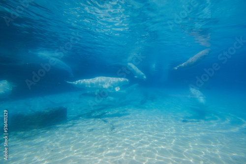 Beluga whales in the aquarium, in nature