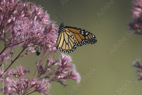 monarch butterfly on a purple flower © Peter