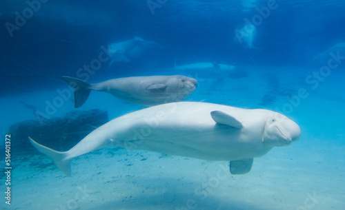 Foto Beluga whales in the aquarium, in nature