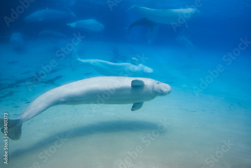 Beluga whales in the aquarium  in nature