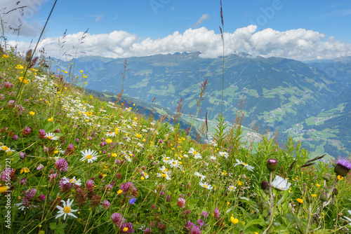 Fotografie Bergblumenwiese mit Kräutern