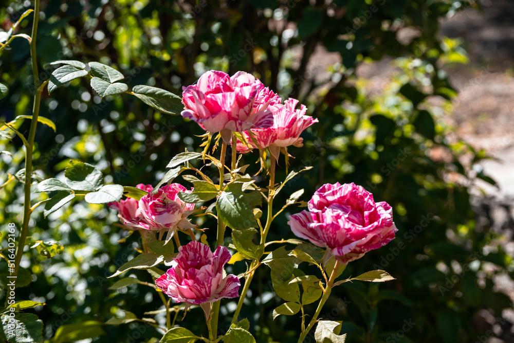 Rose in bloom on a rose bush. 