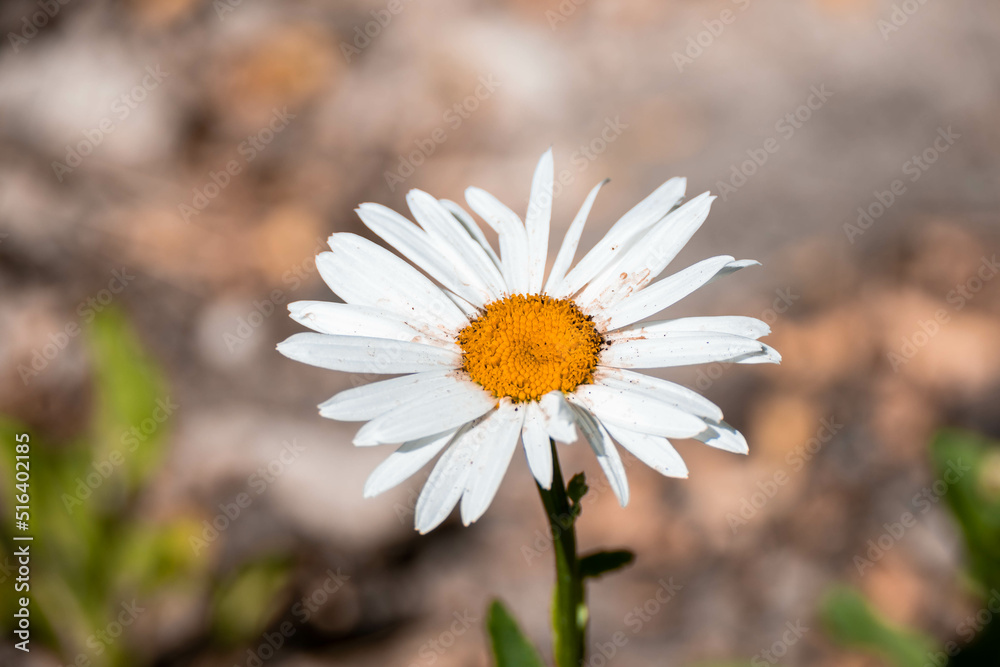 Fototapeta premium Daisy flower in the garden, natural petals.