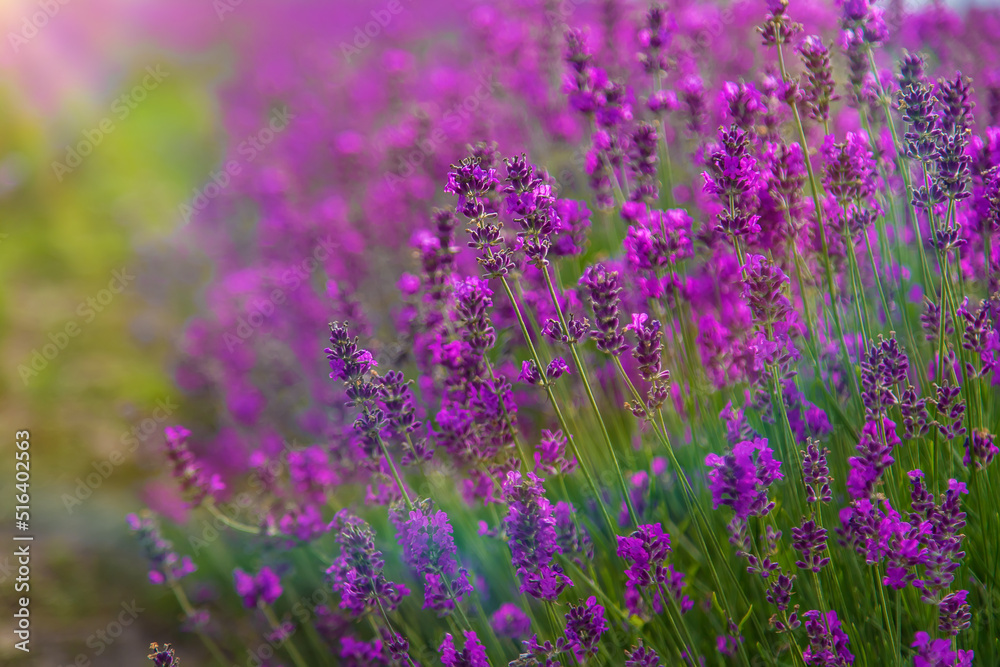 Lavender blossoms in a beautiful background field. Selective focus.