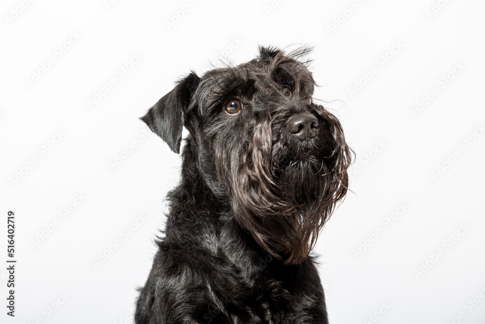Studio portrait of a black miniature schnauzer dog against white background
