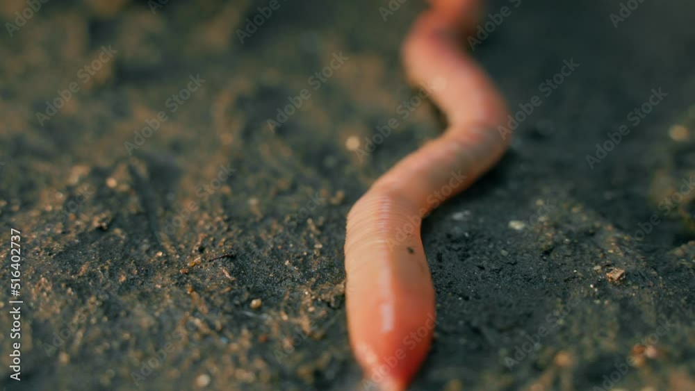 Red worm crawls away very quickly close-up