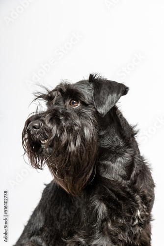 Studio portrait of a black miniature schnauzer dog against white background