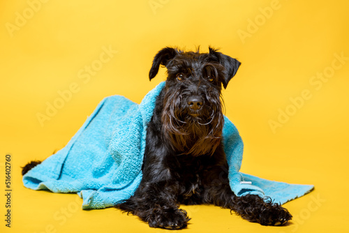 Black Schnauzer miniature dog with a towel on his head against yellow background