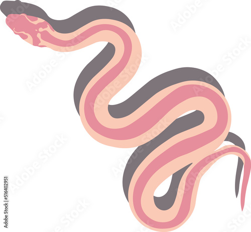 Wallpaper Mural Common viper snake isolated on white Torontodigital.ca