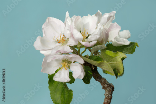 Delicate apple tree flowers isolated on sky blue background.